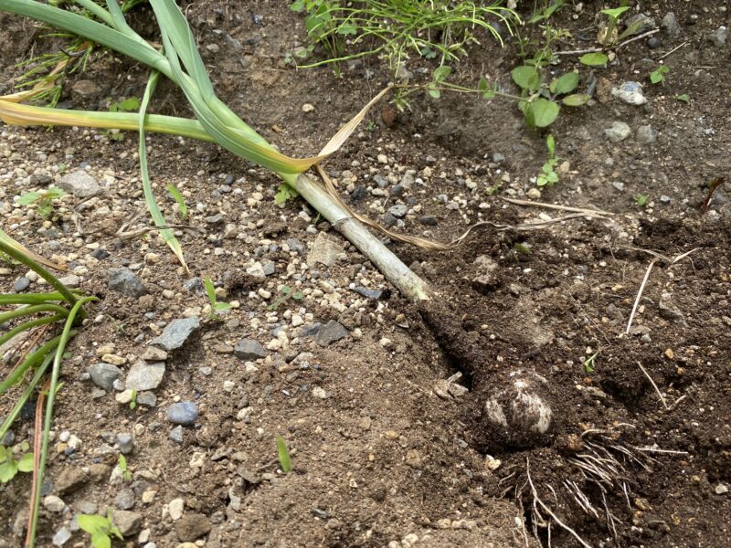 garlic にんにく 栽培