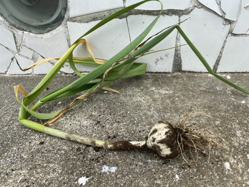 garlic にんにく 栽培
