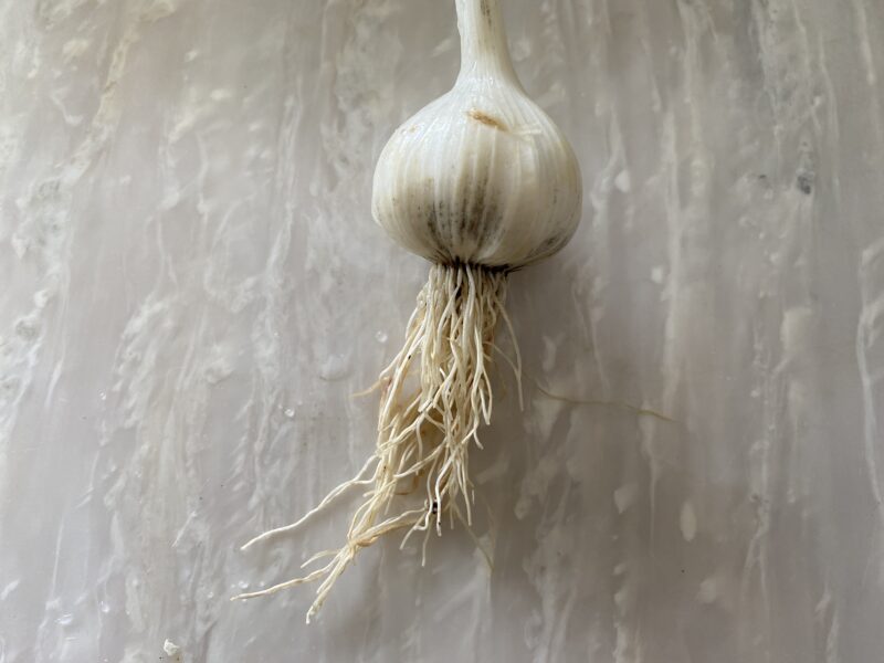 garlic にんにく 栽培