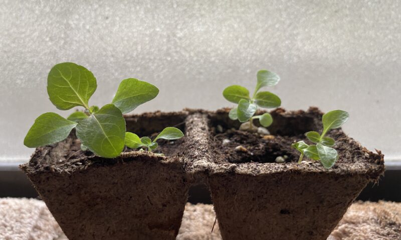 Toothacheplant スピランサス