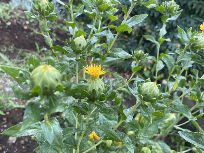 safflower　ベニバナ