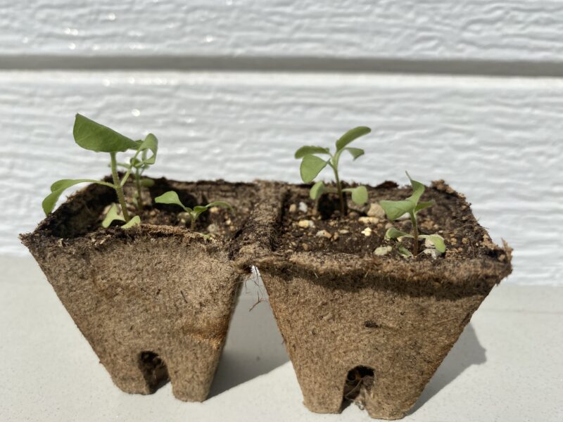 Toothacheplant スピランサス