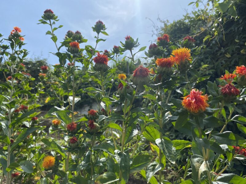 safflower　ベニバナ