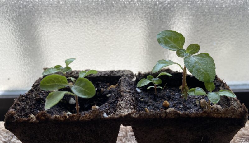 Toothacheplant スピランサス