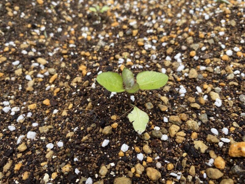 Toothacheplant スピランサス