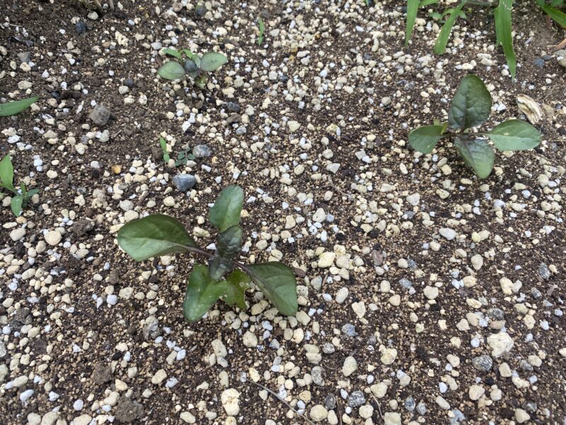 Toothacheplant スピランサス