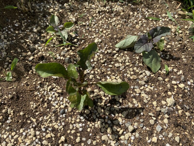 Toothacheplant スピランサス