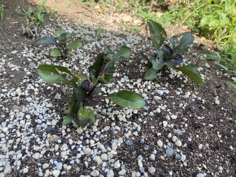 Toothacheplant スピランサス