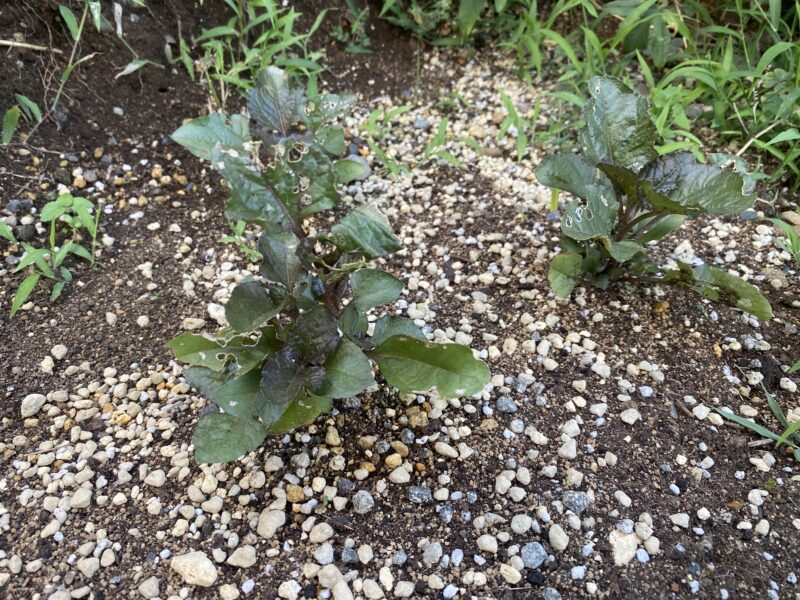 Toothacheplant スピランサス