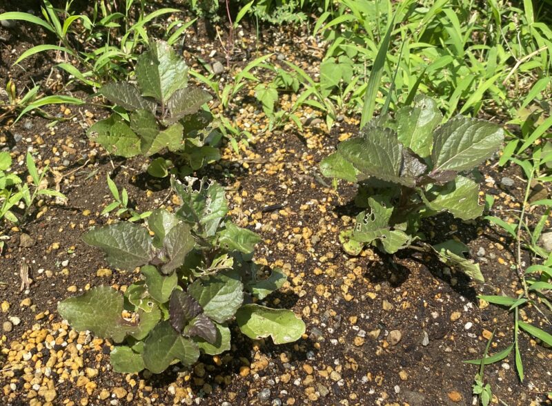 Toothacheplant スピランサス