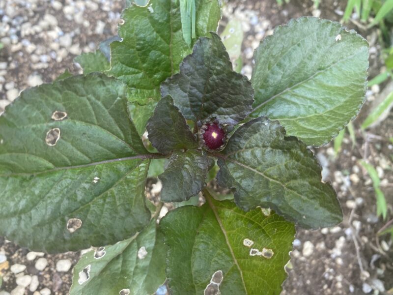 Toothacheplant スピランサス