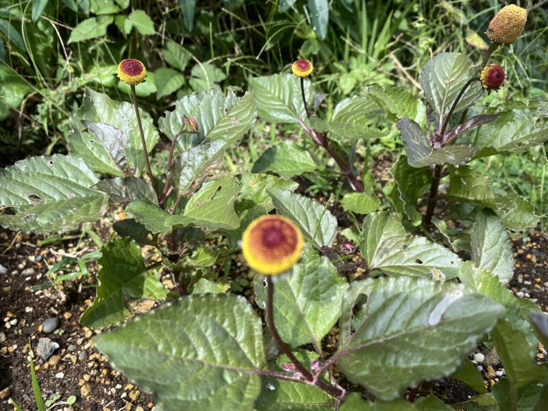 Toothacheplant スピランサス