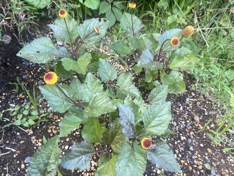 Toothacheplant スピランサス