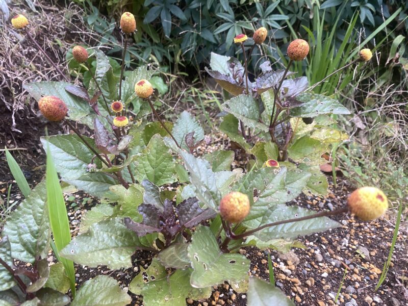 Toothacheplant スピランサス