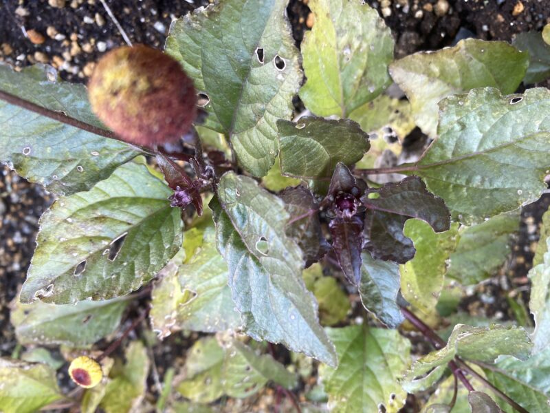 Toothacheplant スピランサス