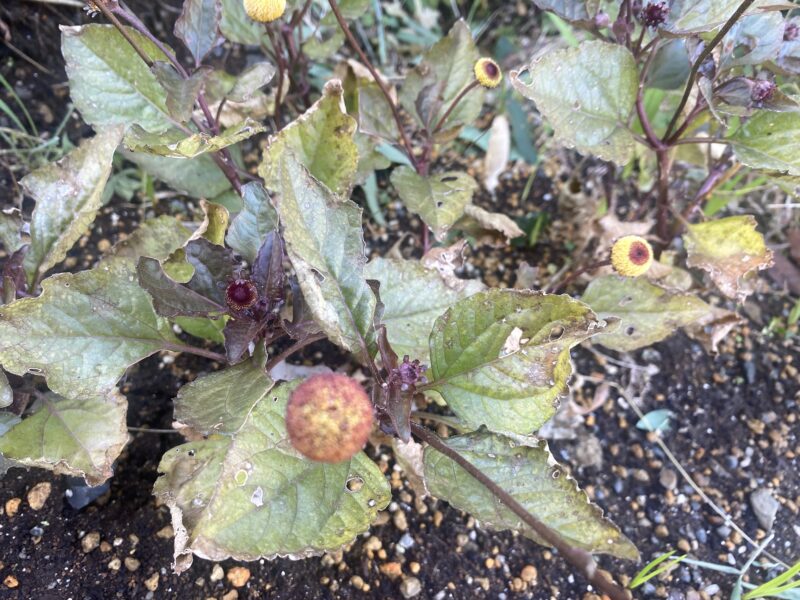 Toothacheplant スピランサス