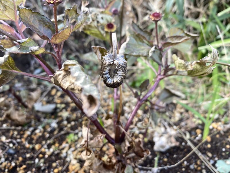 Toothacheplant スピランサス
