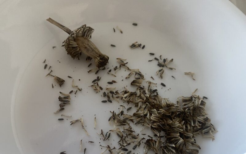 Toothacheplant スピランサス