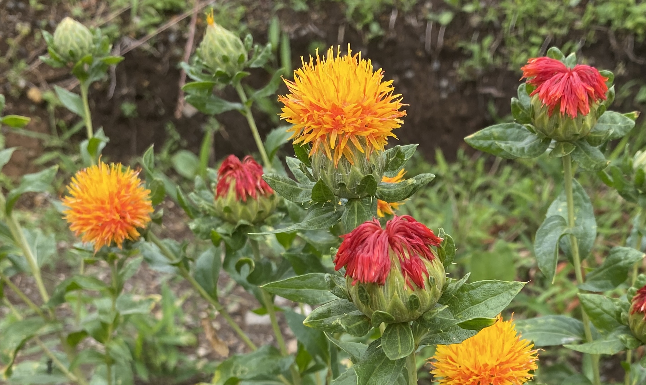 safflower　ベニバナ