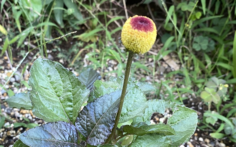 spilanthes スピランサス