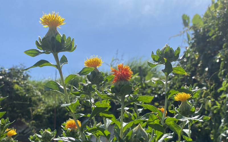 safflower ベニバナ